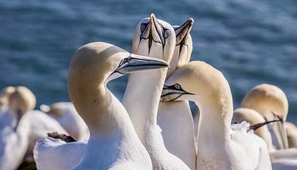 模特行业的规则